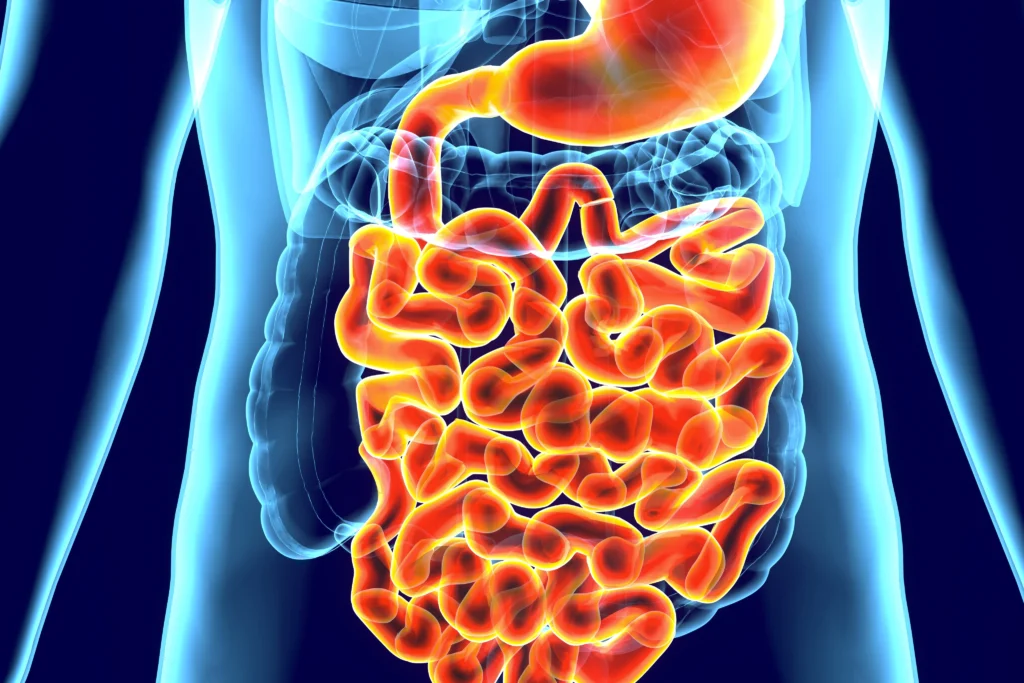 Illustrazione dell’intestino umano lungo e contorto, tipico degli erbivori, per spiegare perché l’uomo non nasce carnivoro