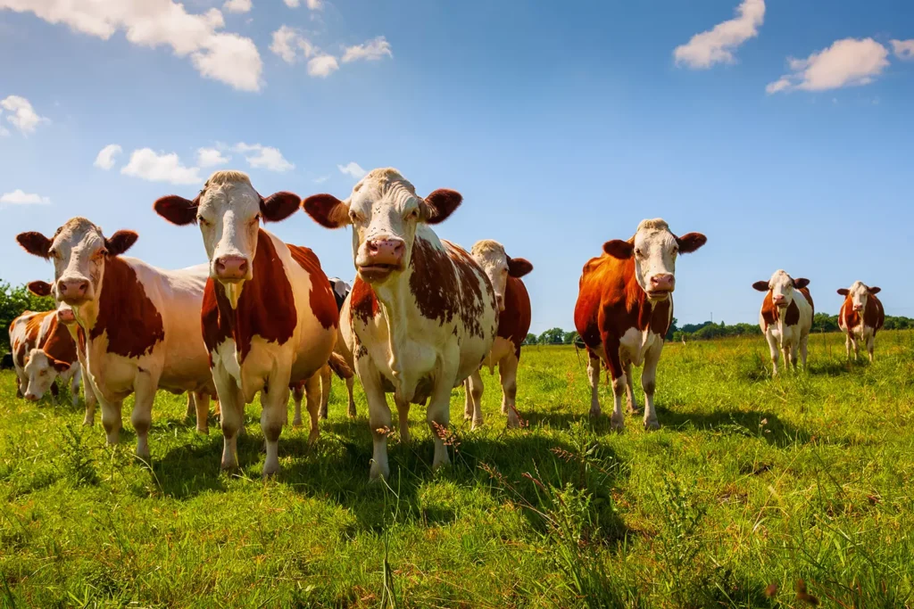 Mucche libere in un prato verde sotto il cielo azzurro, simbolo dell’impatto etico e ambientale positivo di una scelta vegana