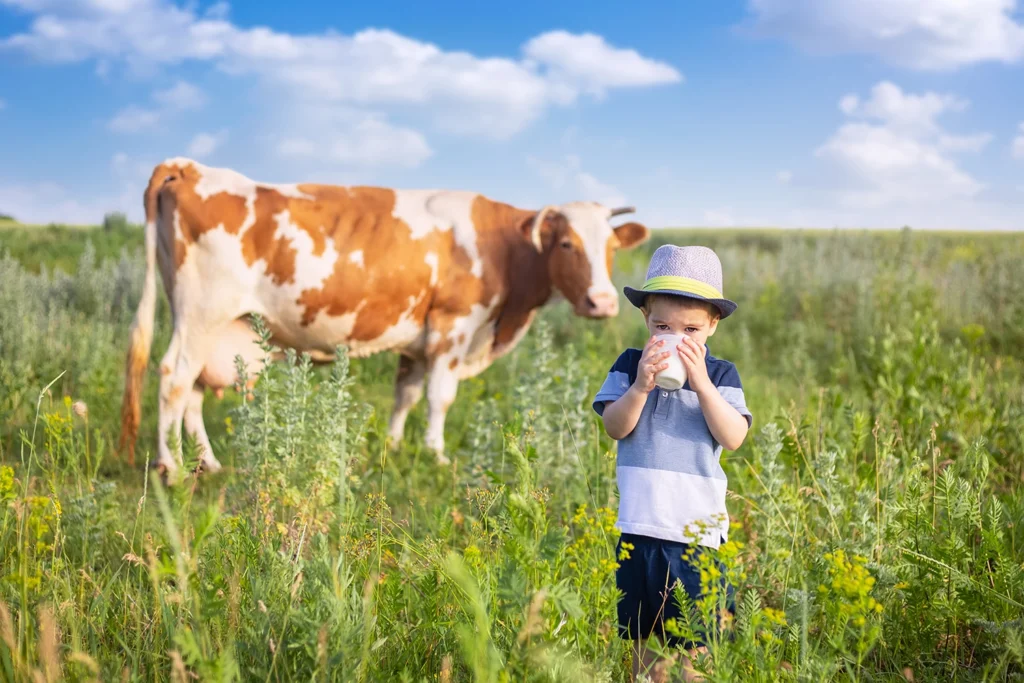 Bambino che beve latte davanti a una mucca in campagna – perché i vegani non bevono il latte