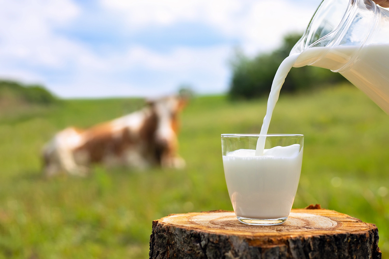 Un bicchiere di latte versato su un ceppo, con una mucca sullo sfondo – simbolo dell’industria del latte e della sofferenza animale.