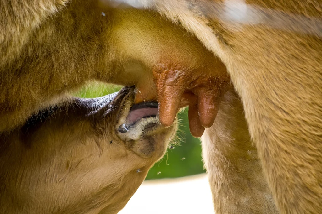 Vitello che beve latte dalla madre – perché i vegani non bevono il latte!