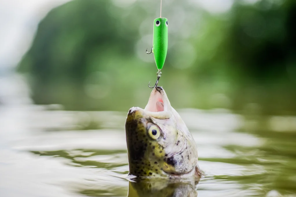 Un pesce viene pescato con un amo in bocca, immagine simbolo del fatto che i pesci provano dolore.