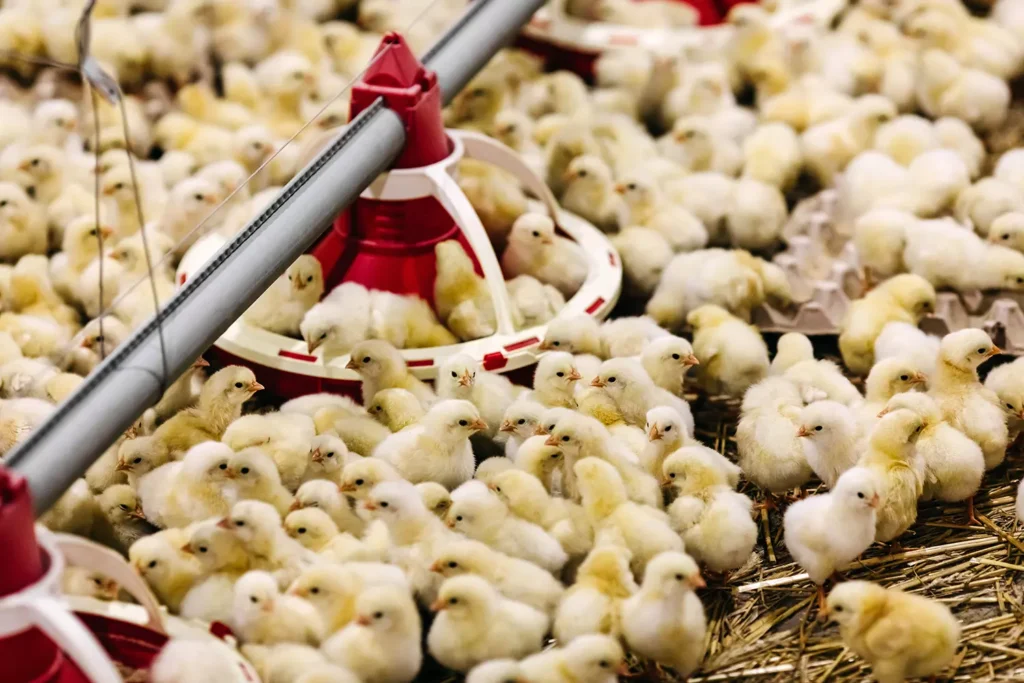 Pulcini maschi in un allevamento industriale, destinati all’uccisione