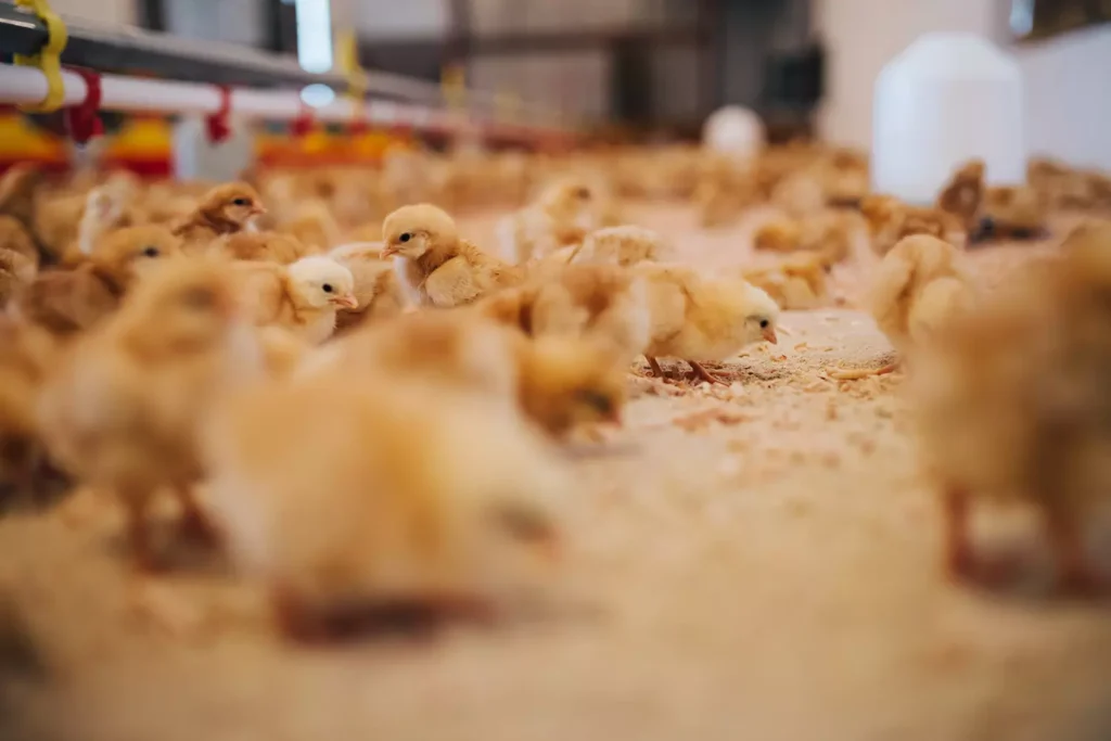 Pulcini maschi appena nati in allevamento industriale – industria delle uova