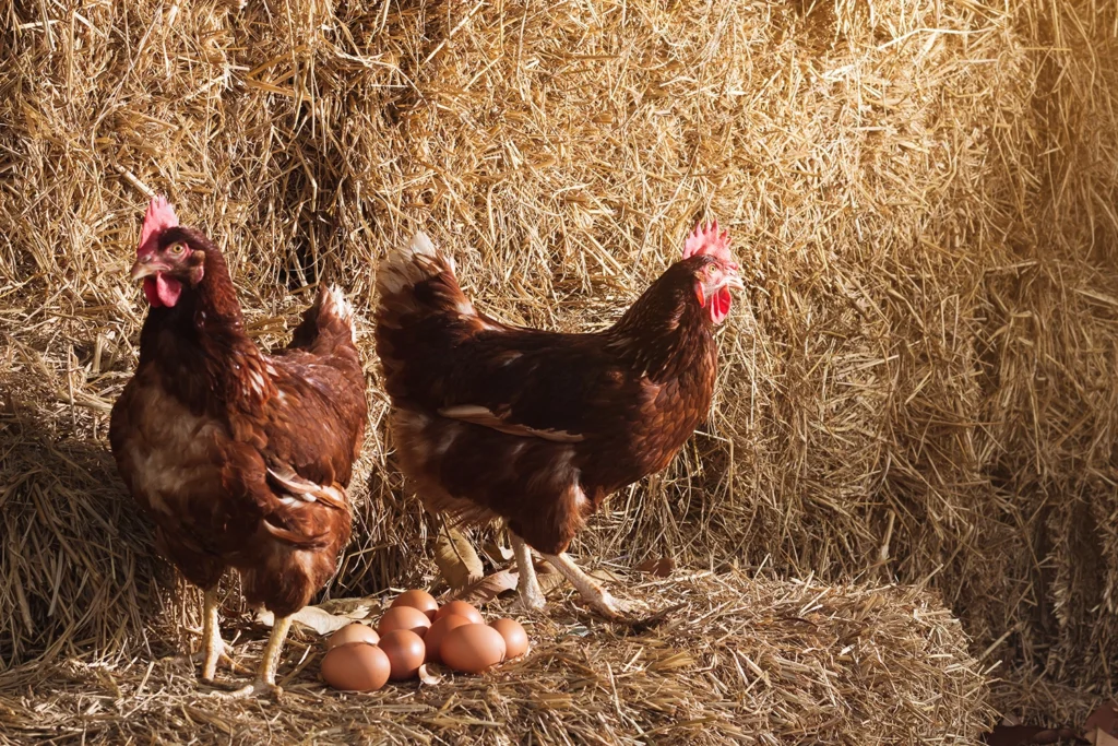 Galline ovaiole accanto a uova su paglia, simbolo dello sfruttamento nell'industria delle uova