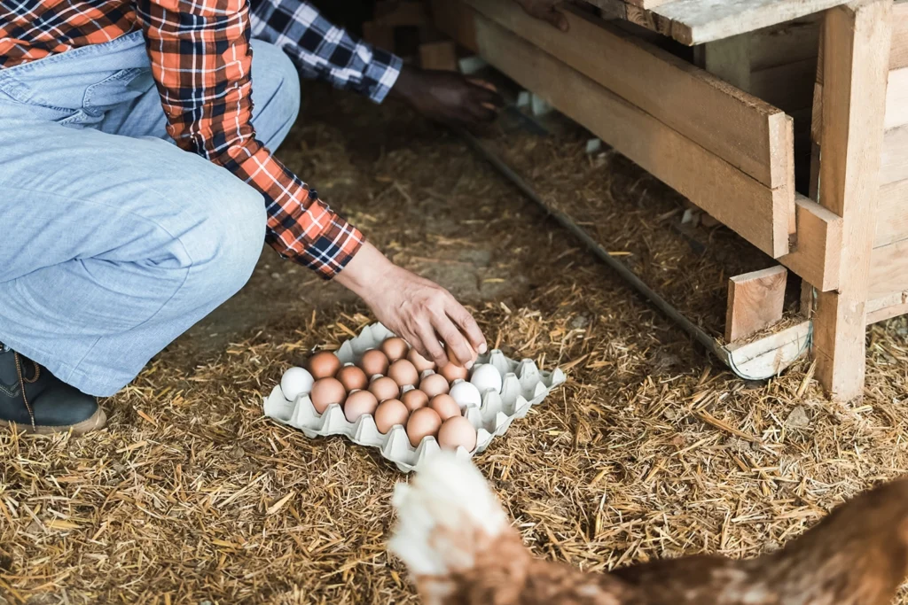 Persona che raccoglie uova da un pollaio, simbolo dello sfruttamento delle galline ovaiole