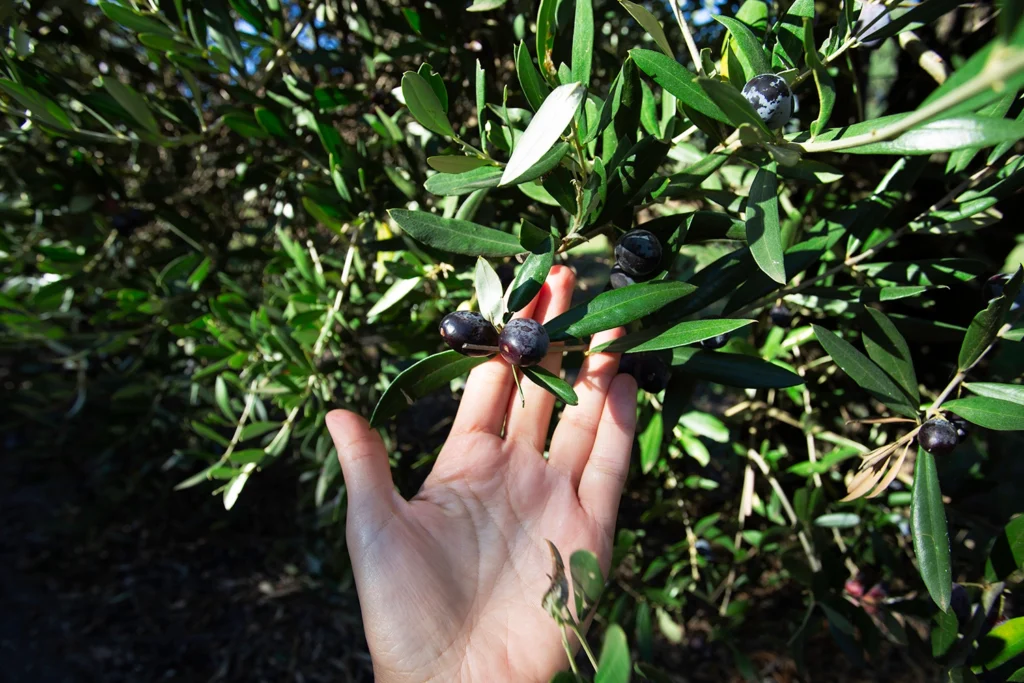 Autoproduzione e sostenibilità