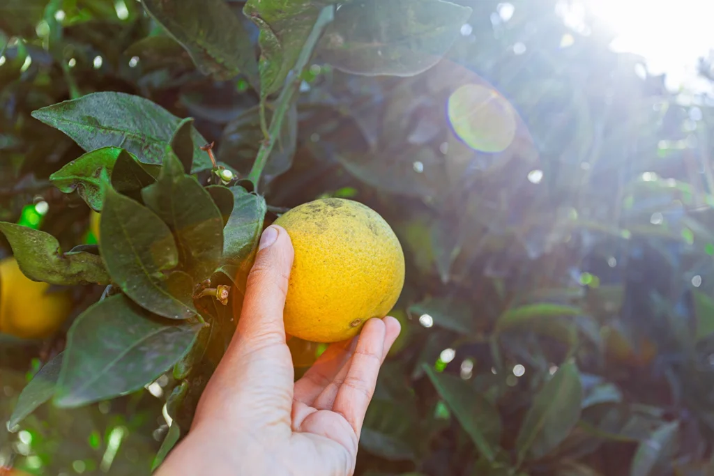 I vantaggi dell’autoproduzione per l'ambiente